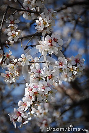 Plum white blooming blossom flowers in early spring. Springtime beauty Stock Photo