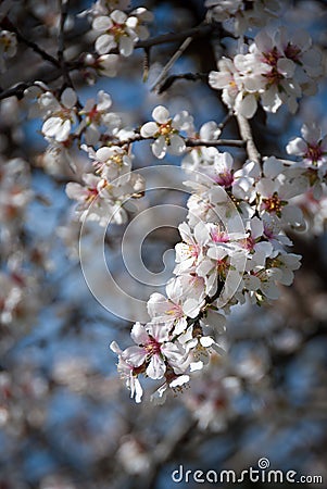 Plum white blooming blossom flowers in early spring. Springtime beauty Stock Photo