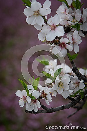 Plum white blooming blossom flowers in early spring. Springtime beauty Stock Photo