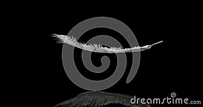 Pluma blanca que cae contra fondo negro Pluma blanca que cae contra fondo negro
