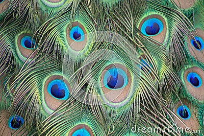Plumage of a male peacock Stock Photo