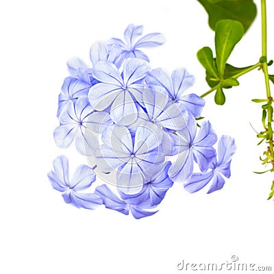 Plumbago auriculata Lam Flower Stock Photo