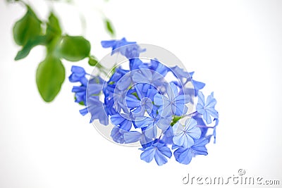 Plumbago auriculata, Sky flower, Cape leadwort flowers on white Stock Photo