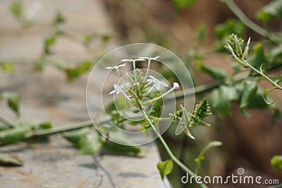 Plumbago zeylanica (Also called Daun encok, Ceylon leadwort, doctorbush, wild leadwort) on the tree Stock Photo