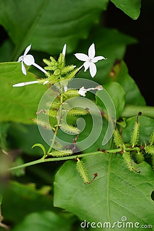 Plumbago zeylanica (Also called Daun encok, Ceylon leadwort, doctorbush, wild leadwort) on the tree Stock Photo