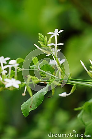 Plumbago zeylanica (Also called Daun encok, Ceylon leadwort, doctorbush, wild leadwort) on the tree Stock Photo