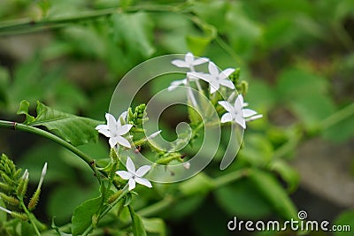 Plumbago zeylanica (Also called Daun encok, Ceylon leadwort, doctorbush, wild leadwort) on the tree Stock Photo