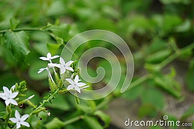 Plumbago zeylanica (Also called Daun encok, Ceylon leadwort, doctorbush, wild leadwort) on the tree Stock Photo
