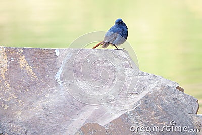 Plumbeous Water Redstart Stock Photo