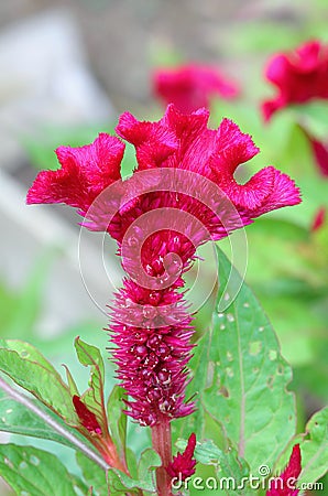 Plumed cockscomb flower, closeup Stock Photo