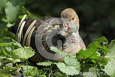 Plumed whistling duck Stock Photo