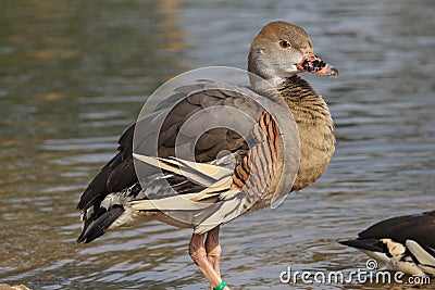 Plumed Whistling Duck standing in water. Stock Photo