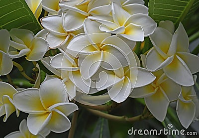 Plumeria alba white frangipani Stock Photo