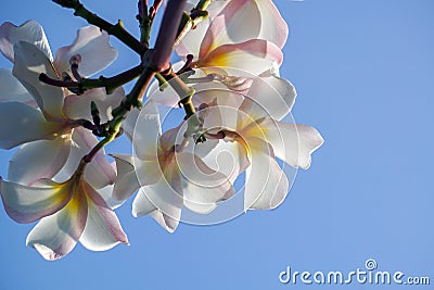 Plumeria blue sky Stock Photo