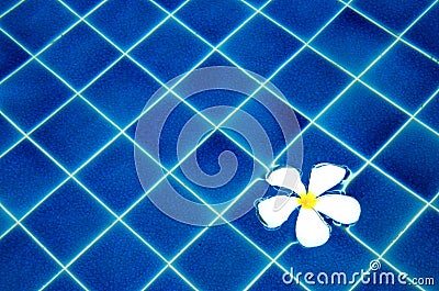 Plumeria on the blue water background Stock Photo