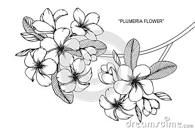 Plumeria flower drawing and sketch. Vector Illustration
