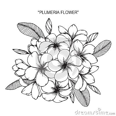 Plumeria flower drawing and sketch. Vector Illustration