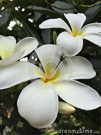 Plumeria flower Stock Photo