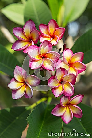 Plumeria flower Stock Photo