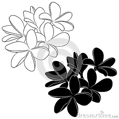 Plumeria flower silhouette and sketch Vector Illustration