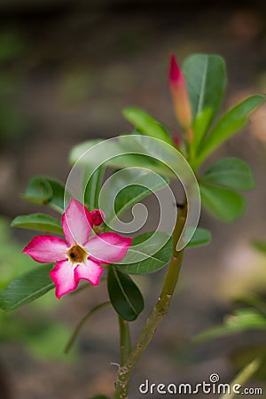 Plumeria flower slowly bloom on green leaf background Stock Photo