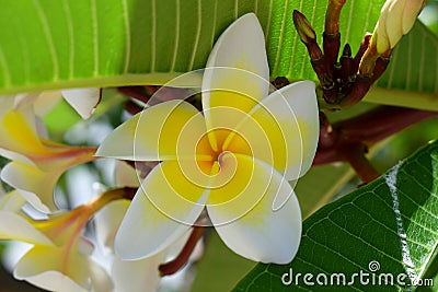 Plumeria Stock Photo