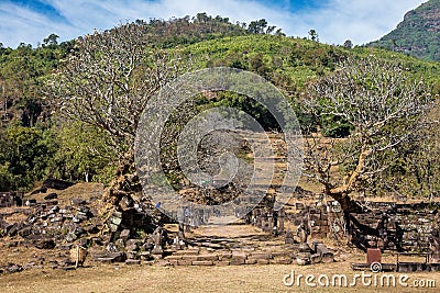 Plumeria flower trees at the ruins of the Vat Phou Khmer temple, Laos Editorial Stock Photo