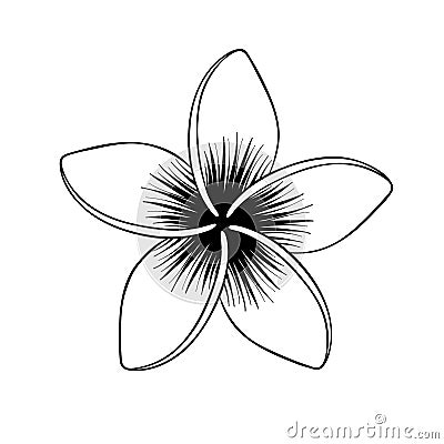 Plumeria flower. Tropical flower isolated on white. Vector illustration Vector Illustration