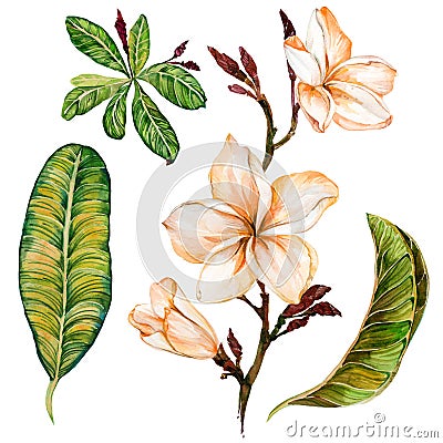 Plumeria flower on a twig. Tropical floral set flowers and leaves. Isolated on white background. Watercolor painting. Stock Photo