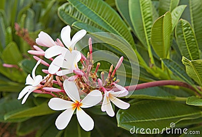 plumeria flowers Stock Photo