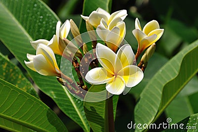 Plumeria flowers Stock Photo