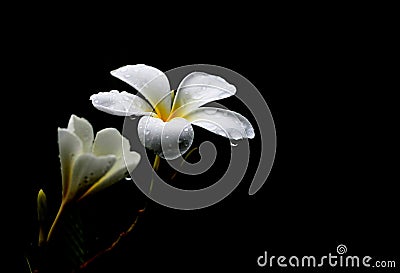 Plumeria flowers, with black background Stock Photo