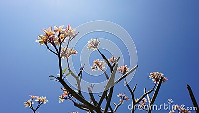 Plumeria beautiful flower background Stock Photo