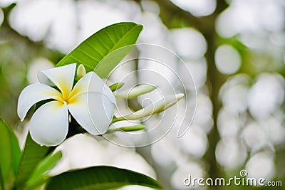 Plumeria flowers receive light in the morning. Stock Photo