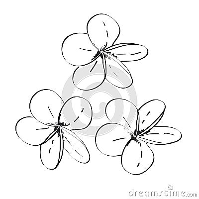 Plumeria flowers sketch, black contour isolated on white background. simple art. Vector Vector Illustration