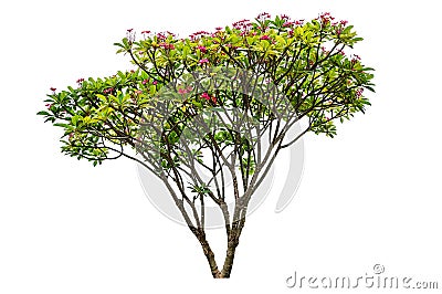 Plumeria flowers tree Stock Photo