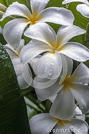 Plumeria flowers after the tropical rain. Stock Photo