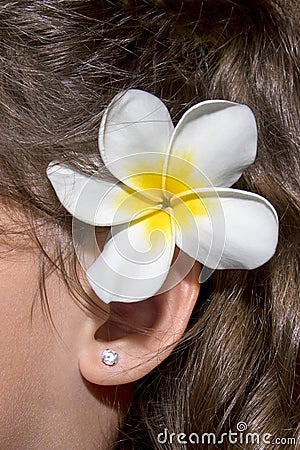 Plumeria, Frangipani Behind Ear Stock Photo