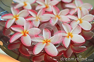 Plumeria or Frangipani flower floating in water in aluminium tray. Spa concept of blooming flowers Stock Photo