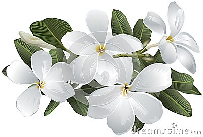 Plumeria Frangipani Flowers Stock Photo