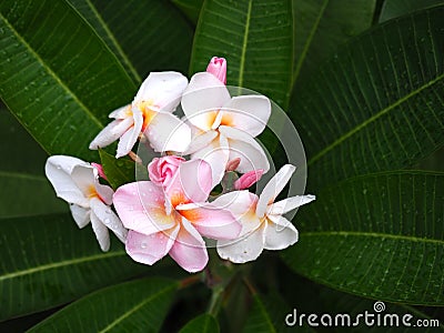 Plumeria frangipani flowers pink and white with green leaf and drop of water Stock Photo