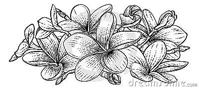 Plumeria Frangipani Tropical Bali Flower Woodcut Vector Illustration