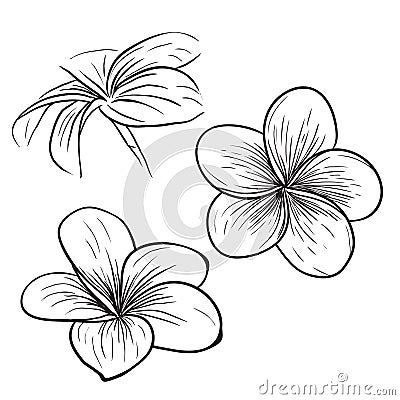 Plumeria frangipani tropical flower icon Vector Illustration