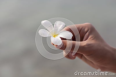 Plumeria in man's hand Stock Photo