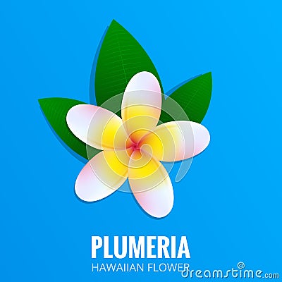 Plumeria. Hawaiian flower Frangipani. Tropical flower with leaves. Botanical exotic plant Vector Illustration