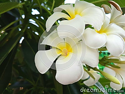 Plumeria on the plumeria tree. Stock Photo