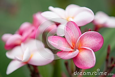 Plumeria rubra Stock Photo