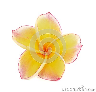 plumeria rubra flower isolated on White background. Stock Photo