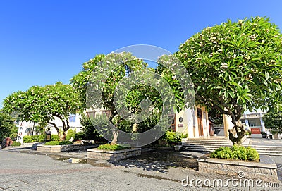 Plumeria rubra flower tree Stock Photo