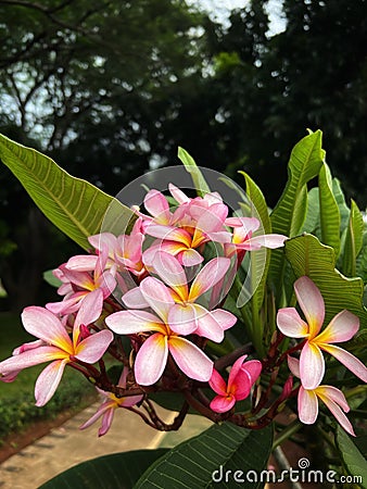 Plumeria rubra (fragipani) blooming in the garden Stock Photo